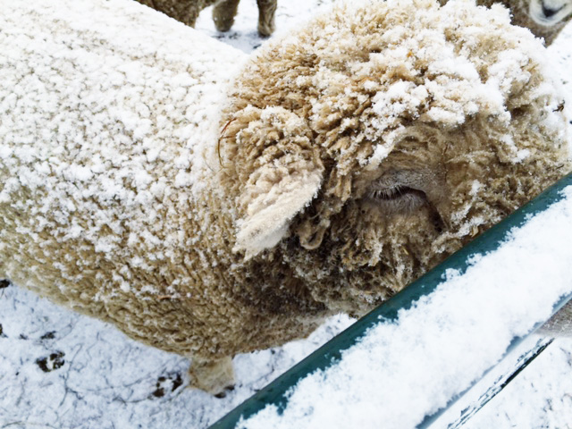 lambs in the snow at Woodlawn via MommyCoddle
