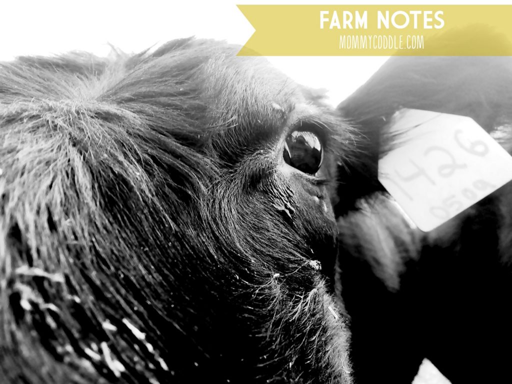 Love how this blogger shares weekly notes from her daily chores and life on her farm. 