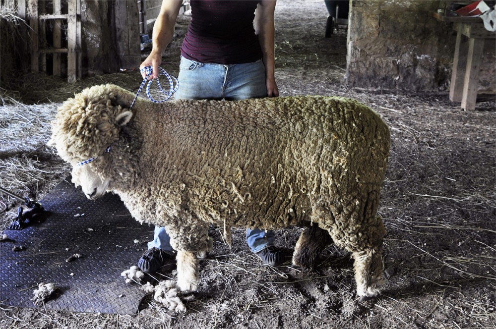 sheep_shearing_pictures