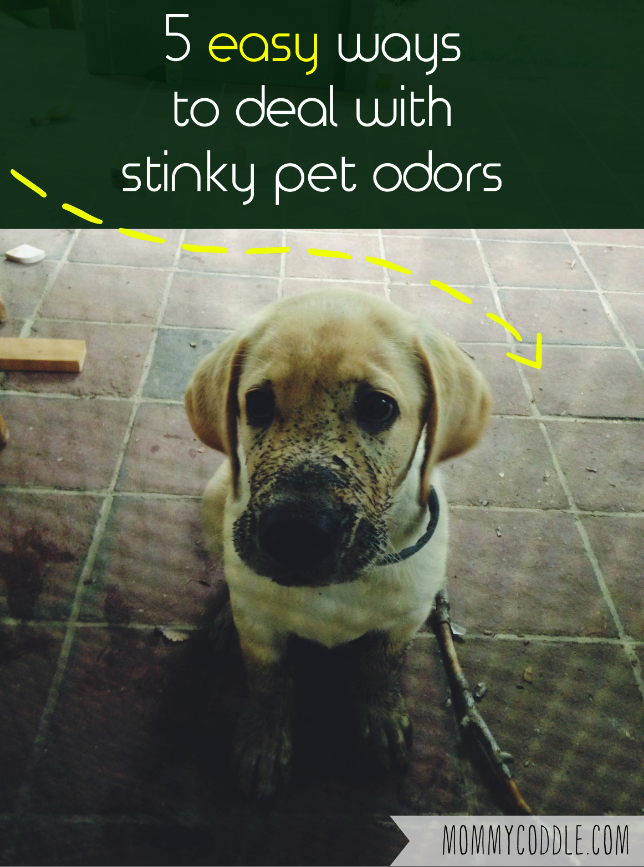 Great post on how to deal with stinky dog smell and other pet odors in your home.