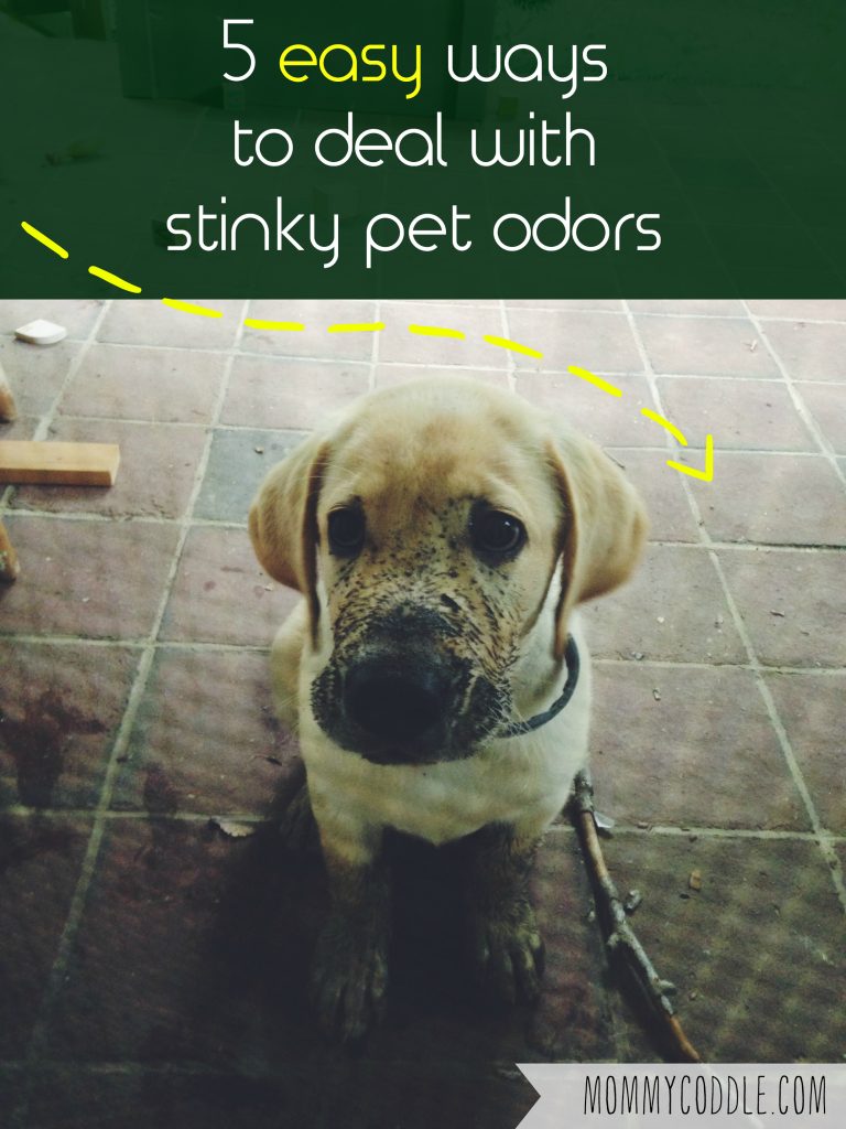 Great post on 5 really simple ways to deal with pet odors in your home.
